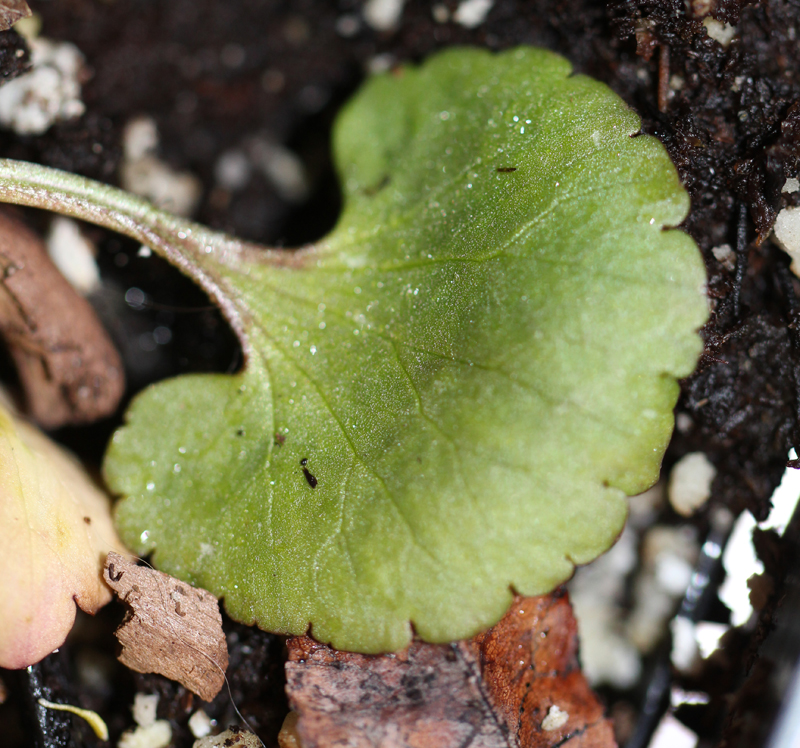 Littleleaf Buttercup Picture