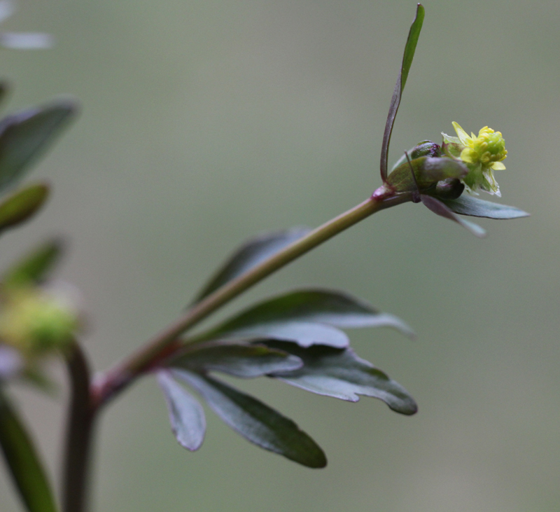 Littleleaf Buttercup Picture