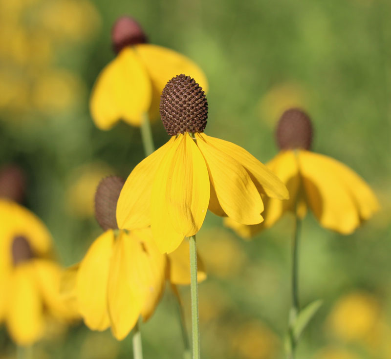 Prairie Coneflower Picture