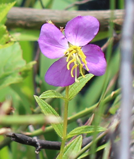 Virginia Meadow-Beauty Picture