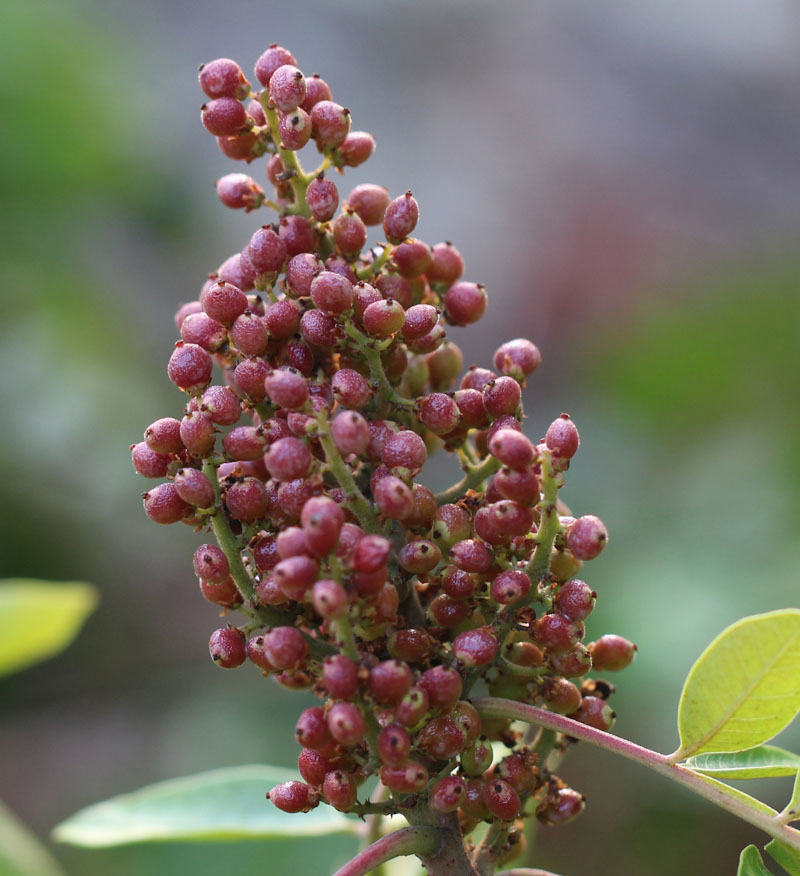 Winged Sumac Picture