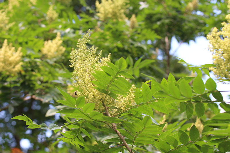 Winged Sumac Picture