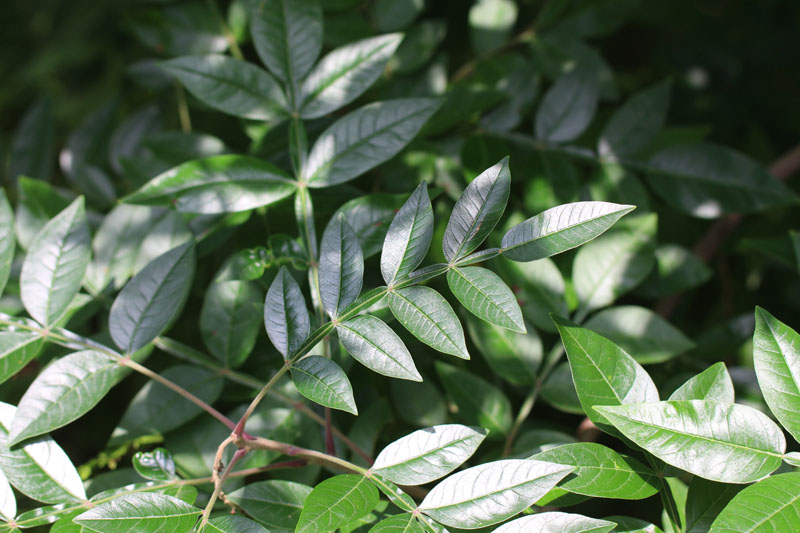 Winged Sumac Picture