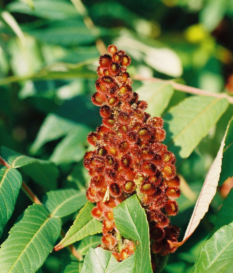 Staghorn Sumac Picture