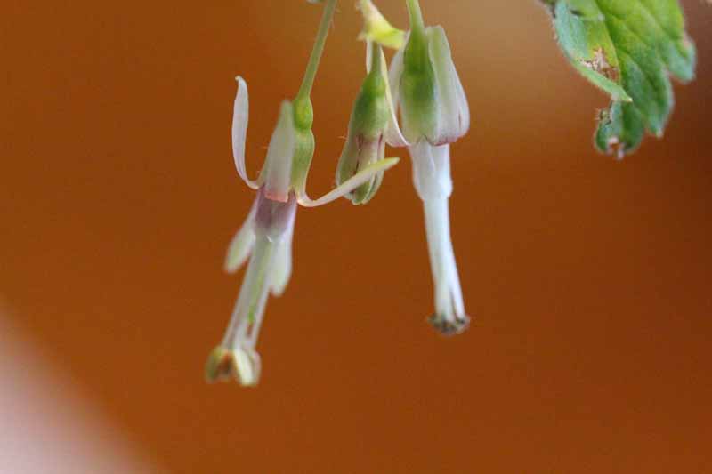 Missouri Gooseberry Picture