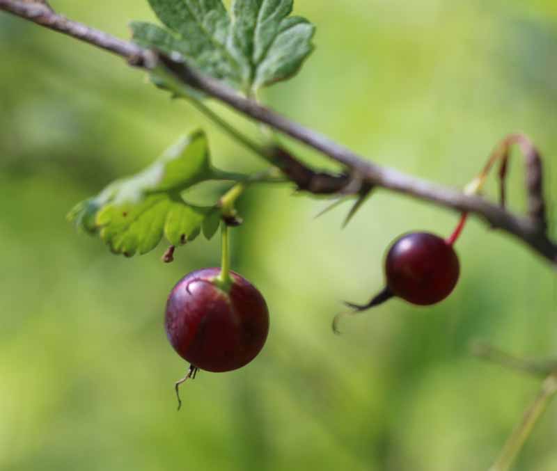 Missouri Gooseberry Picture