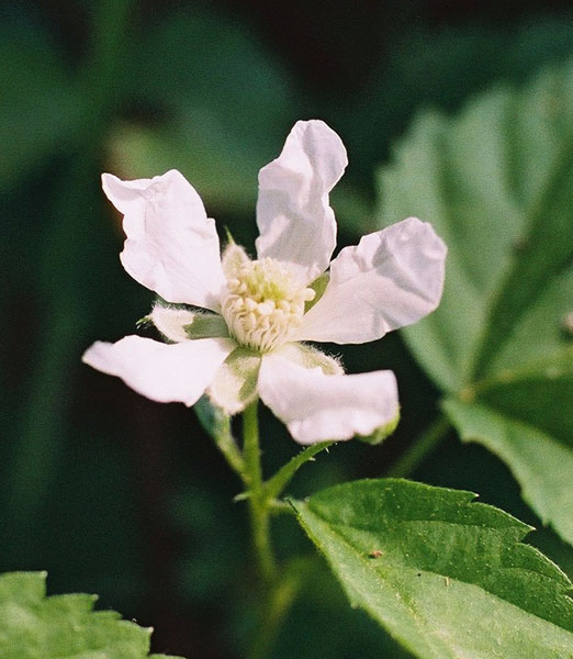 Northern Dewberry Picture