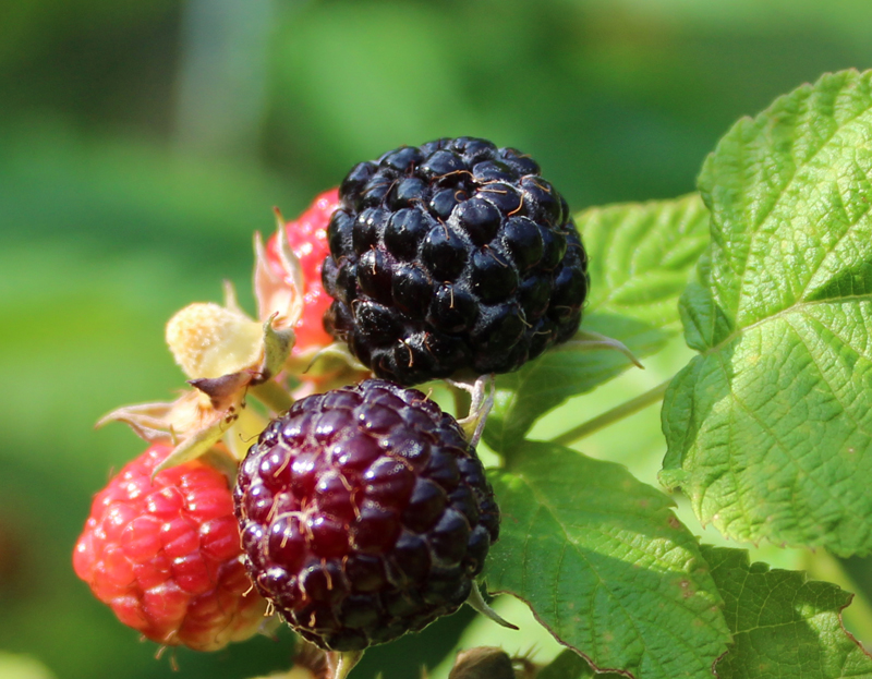 Black Cap Raspberry Picture