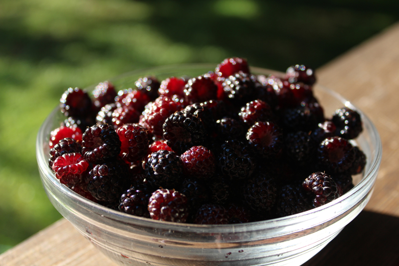 Black Cap Raspberry Picture