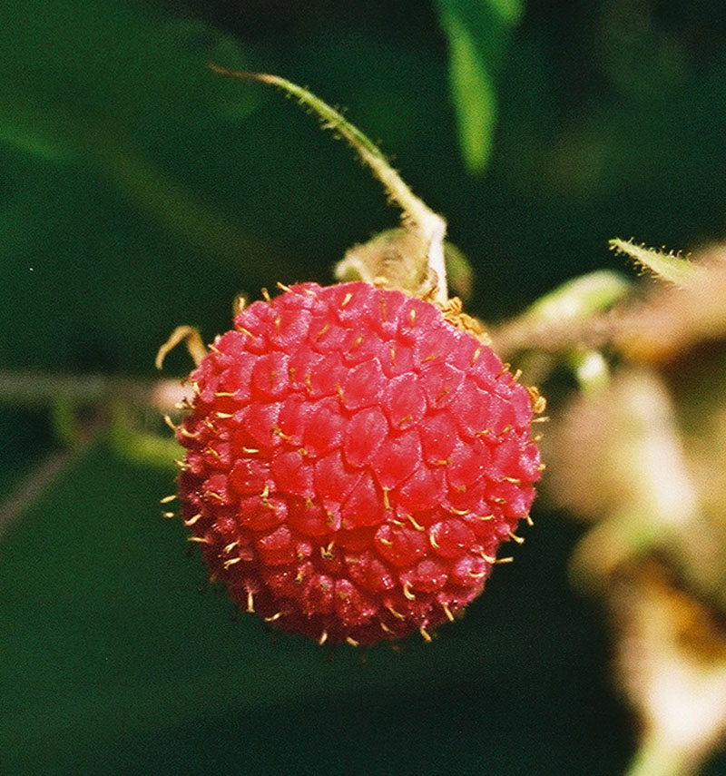 Purple Flowering Raspberry Picture