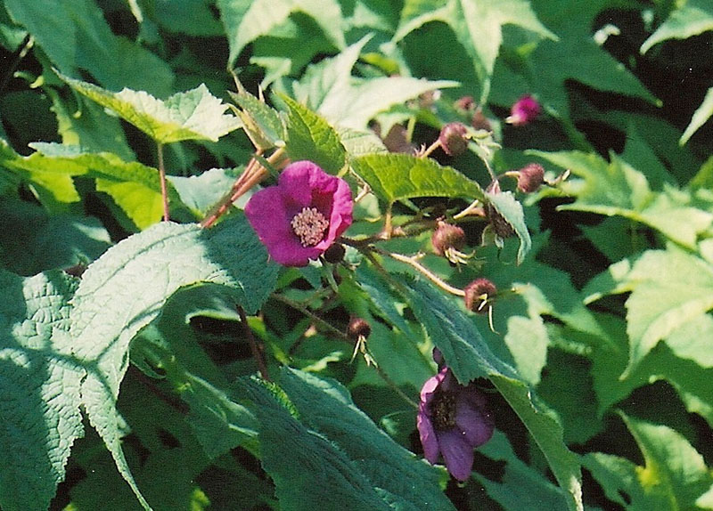 Purple Flowering Raspberry Picture