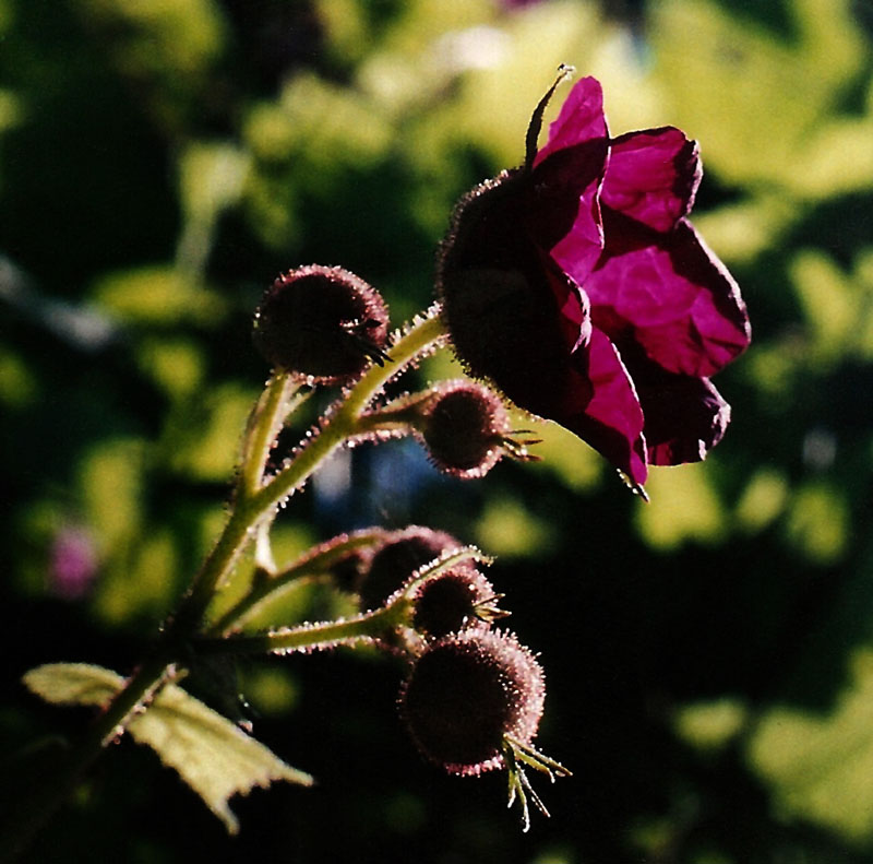 Purple Flowering Raspberry Picture