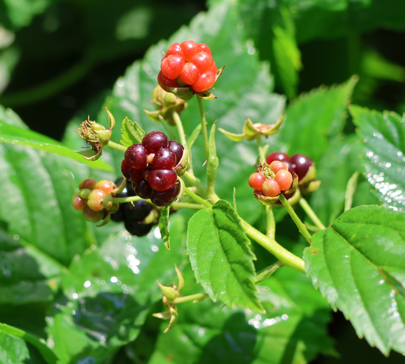 Arching Dewberry Picture