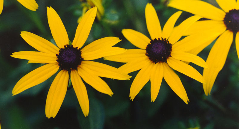 Brown-eyed Susan Picture