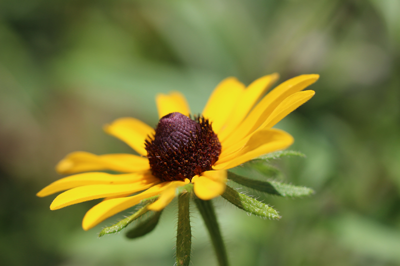 Black-eyed Susan Picture