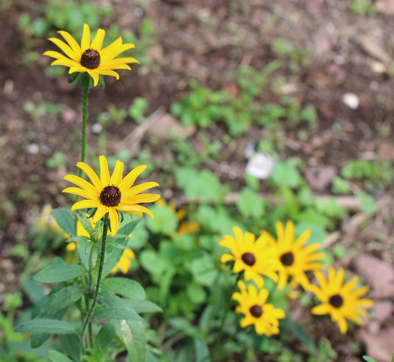 Black-eyed Susan Picture