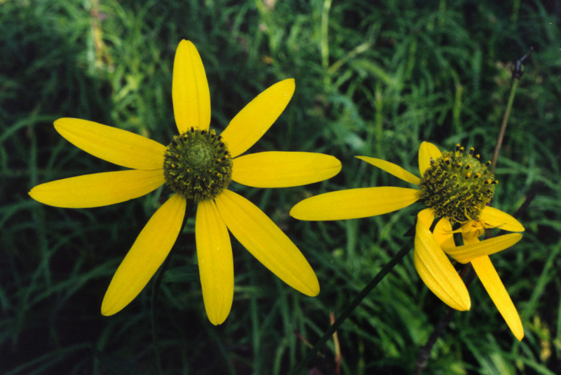 Tall Coneflower Picture