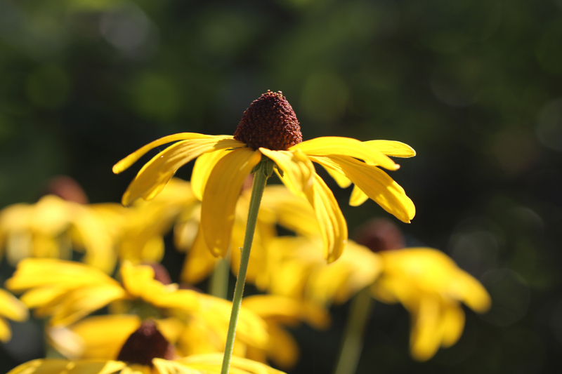 Sweet Black-eyed Susan Picture