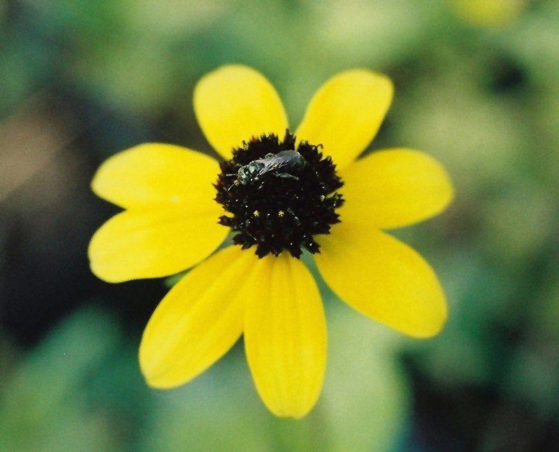 Thin-leaved Coneflower Picture