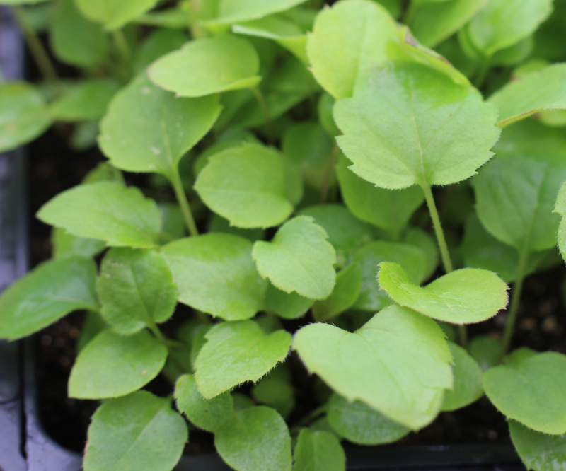 Thin-leaved Coneflower Seedling Picture