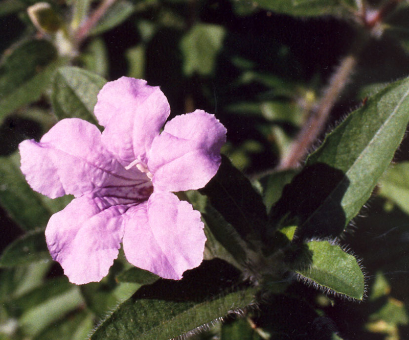 Wild Hairy Petunia Picture