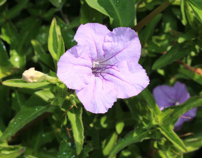 Pursh's Wild Petunia Picture