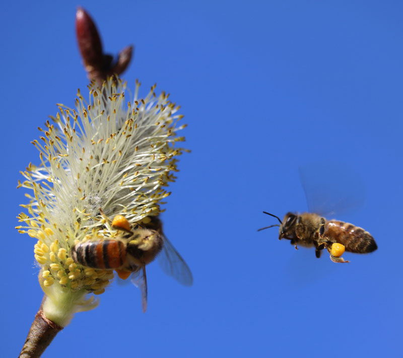 Pussy Willow Picture