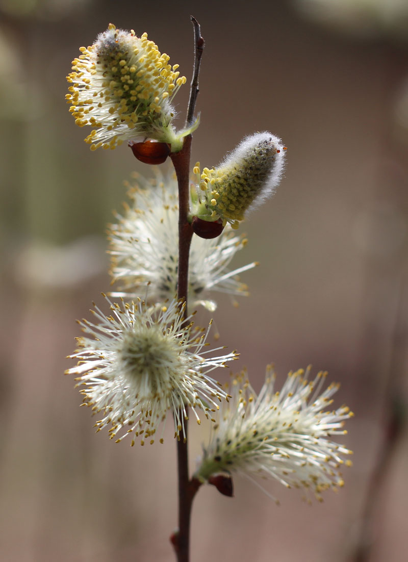 Pussy Willow Picture