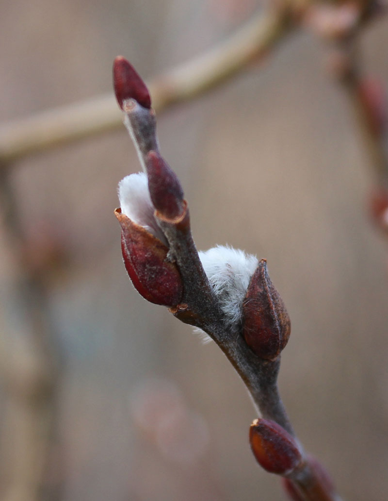 Pussy Willow Picture