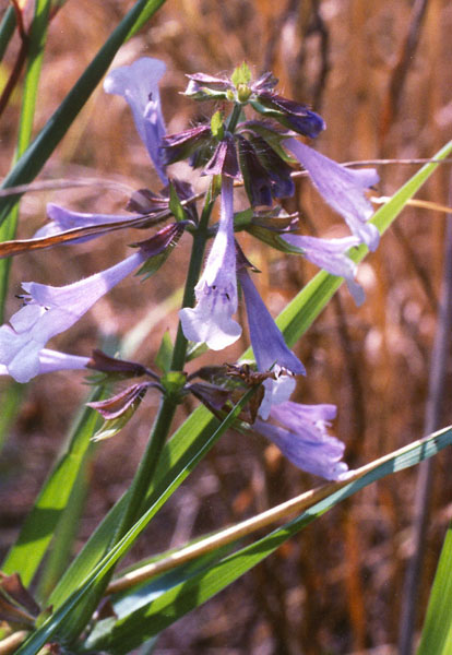 Lyreleaf Sage Picture