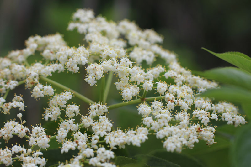 American Black Elderberry Picture