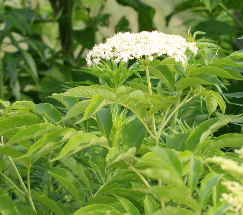 American Black Elderberry Picture