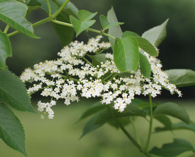 American Black Elderberry Picture