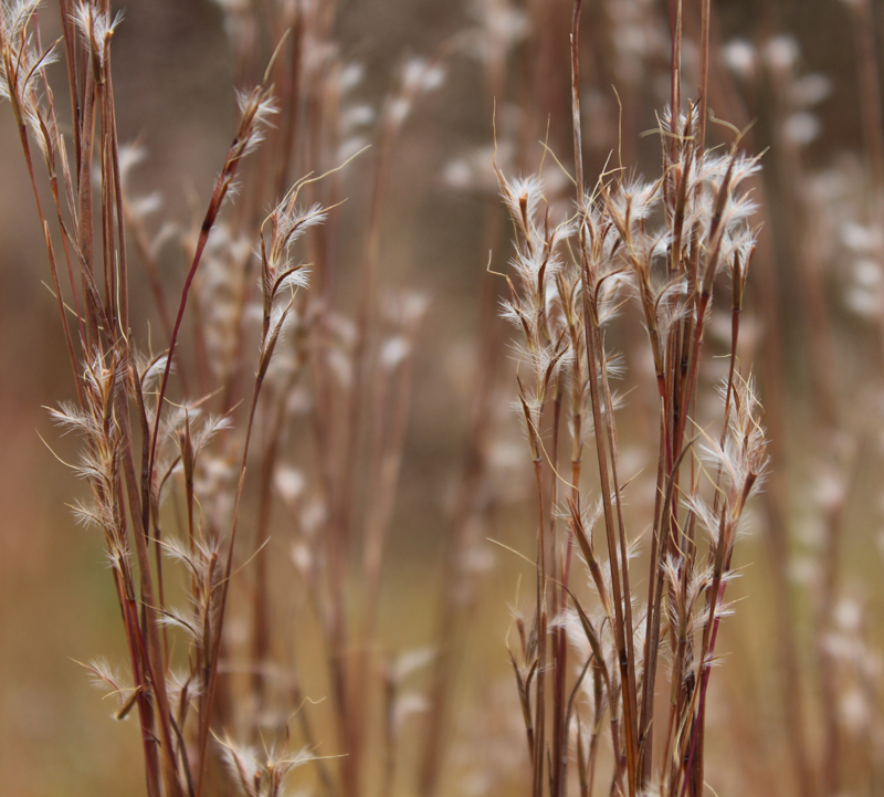 Little Bluestem Grass Picture