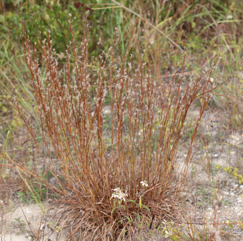 Little Bluestem Grass Picture