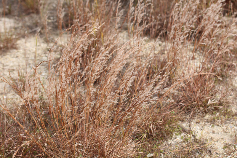 Little Bluestem Grass Picture