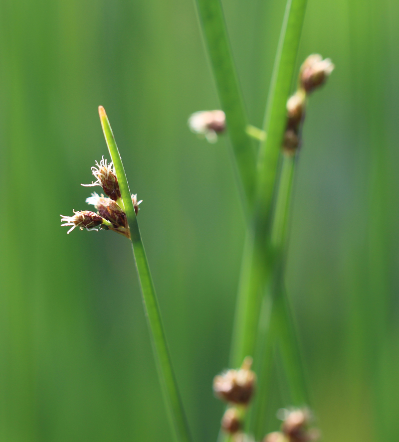 Softstem Rush Picture