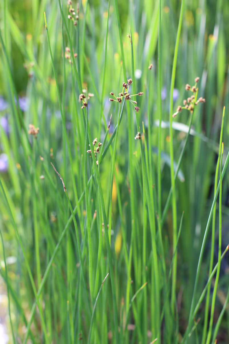 Softstem Rush Picture