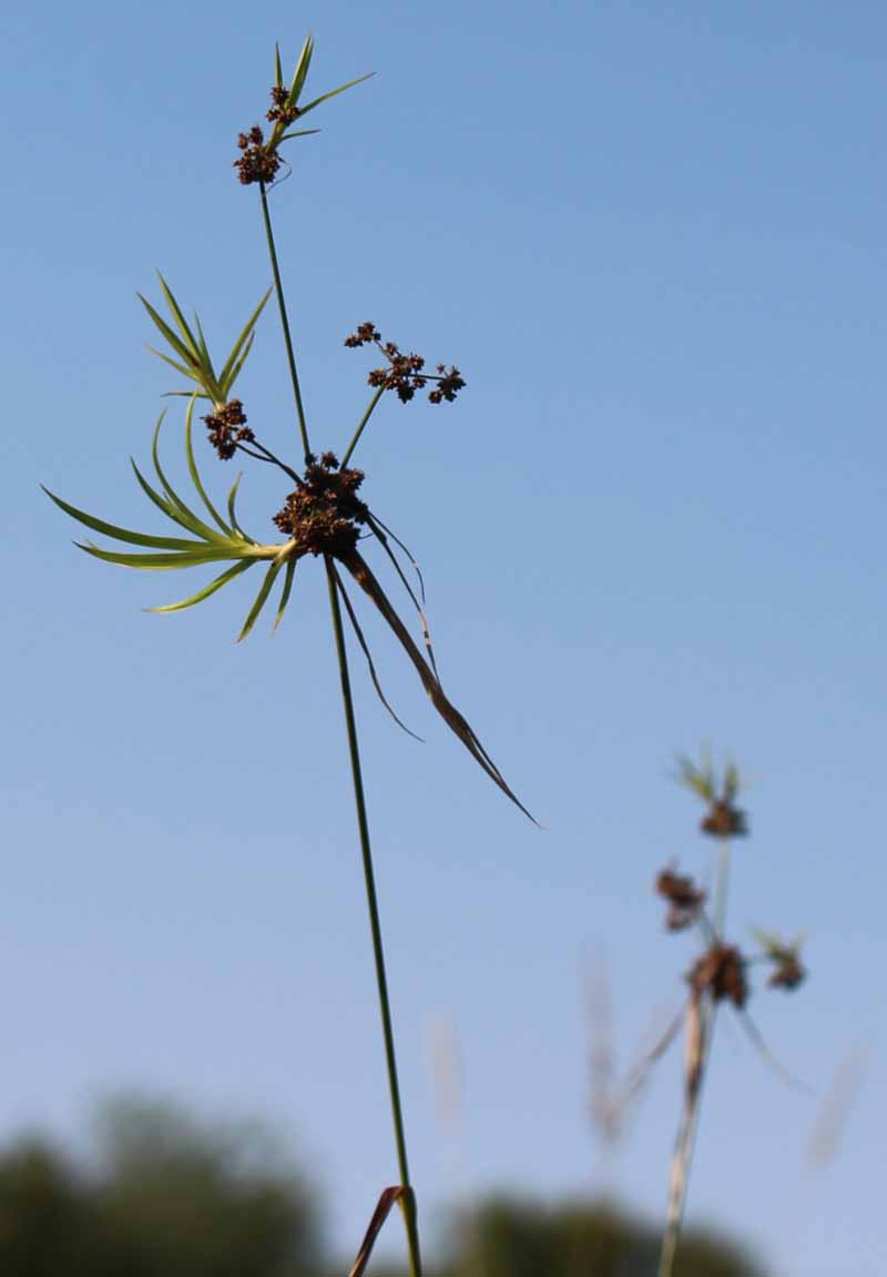 Georgia Bulrush Picture