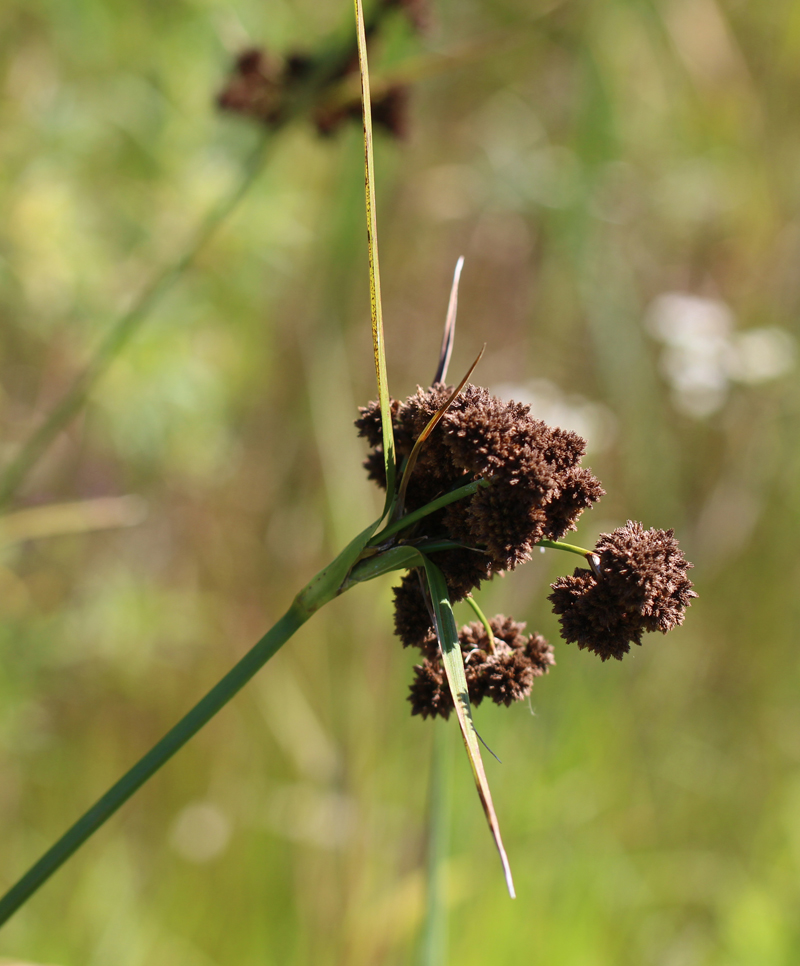 Cloaked Bulrush Picture