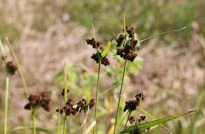 Cloaked Bulrush Picture