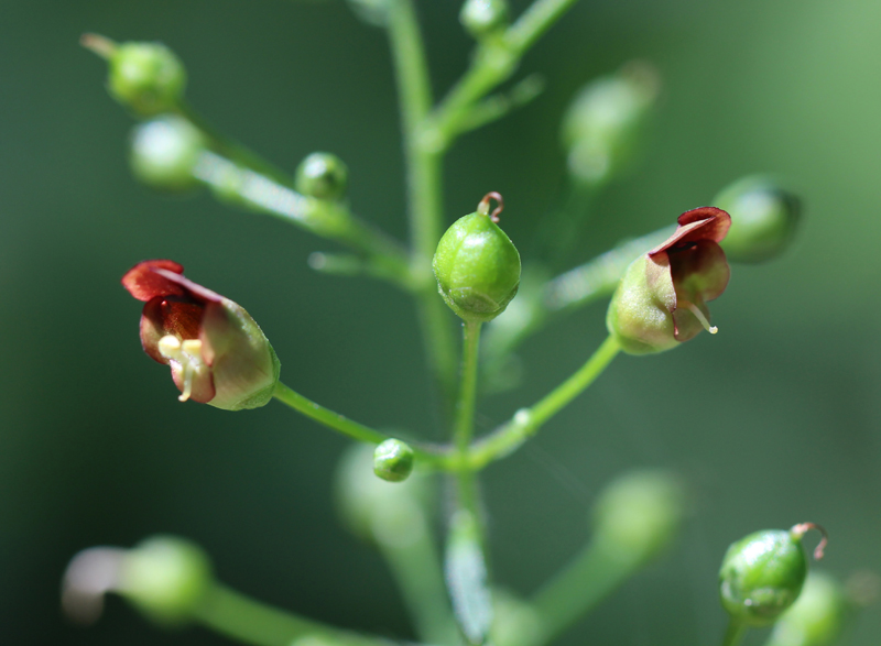 Eastern Figwort Picture