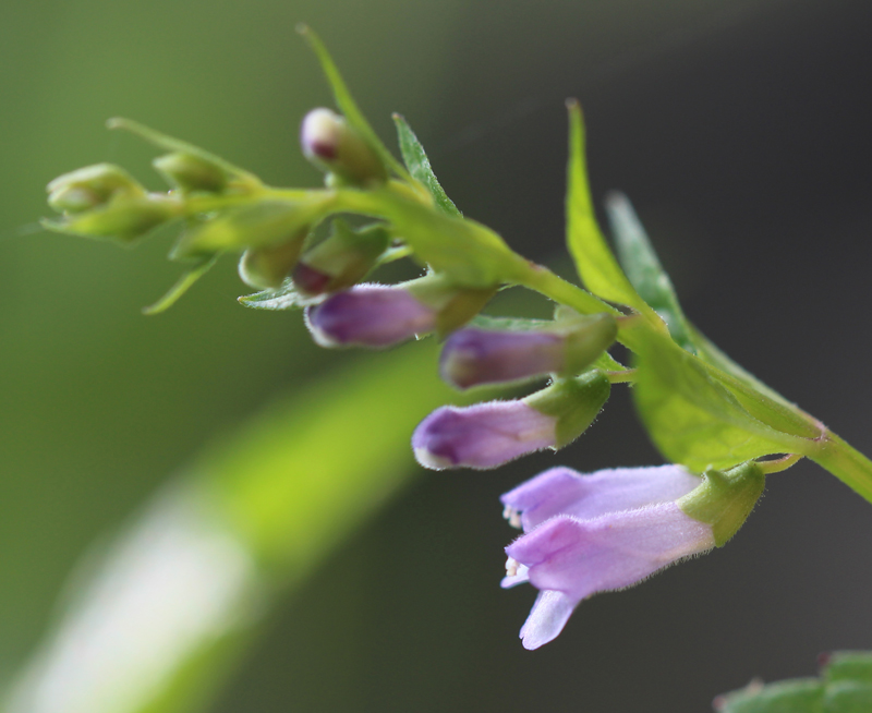 Mad-Dog Skullcap Picture