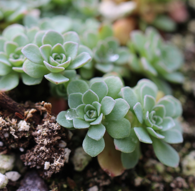 Cliff Stonecrop Picture