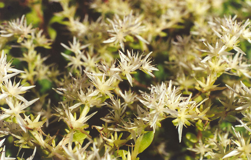 Wild Stonecrop Picture