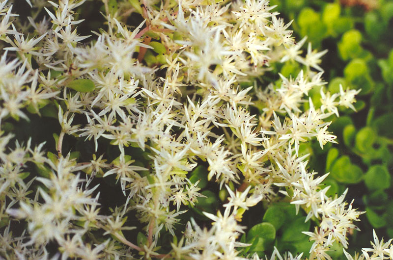 Wild Stonecrop Picture