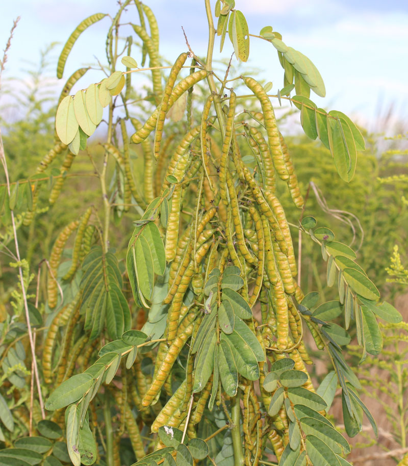 Wild Senna Seeds – Vermont Wildflower Farm