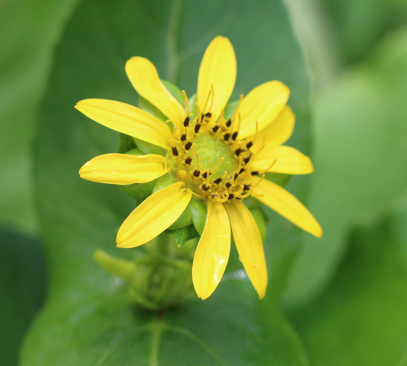 Cup Plant Picture