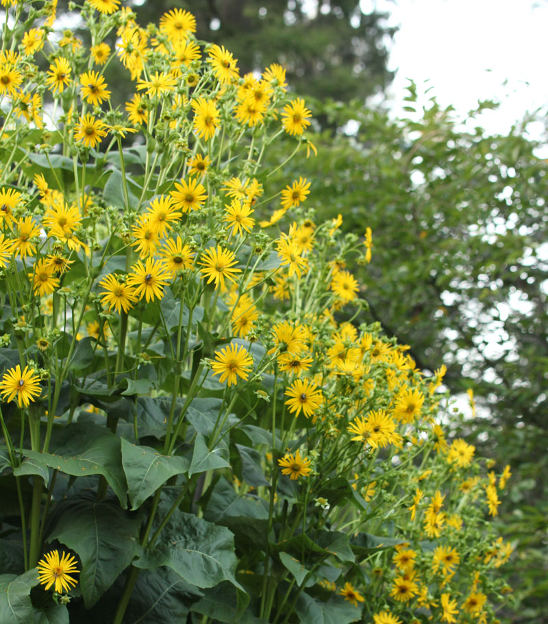 Cup Plant Picture