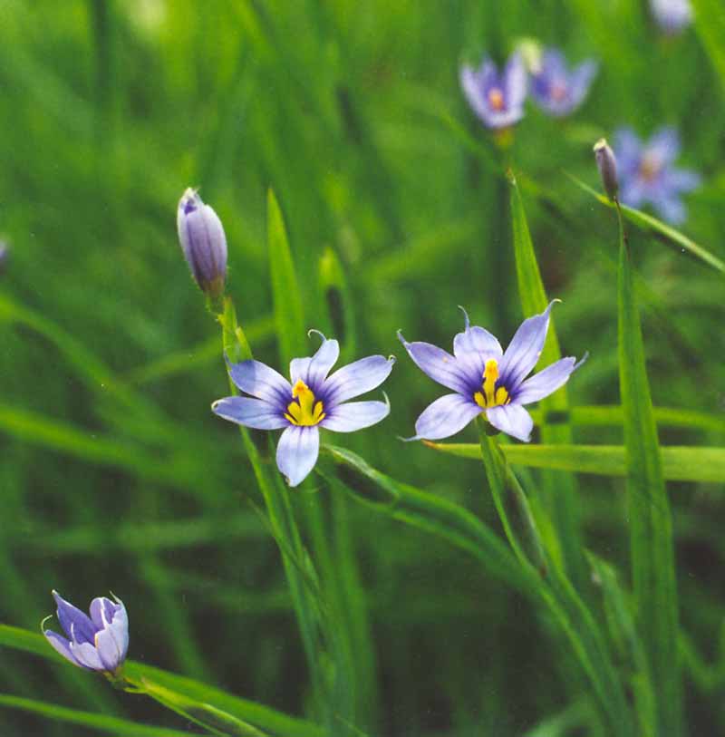Northern Blue-eyed Grass Picture